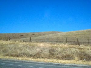 untrammelled grass Northern Peninsula California